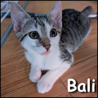 Bali, chatte à adopter