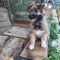 MYSTIE, CHIOT FEMELLE CROISEE BORDER GRIFFON, chienne à adopter