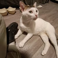 Bradock, chat à adopter