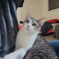 Bazile, chat à adopter
