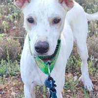 PUCK, petit chien de 9 kg, chien à adopter