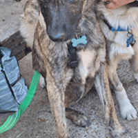 Mazar, chien à adopter