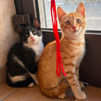 BALOU et MALOU, chat à adopter