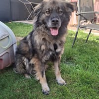 Helios, chien à adopter