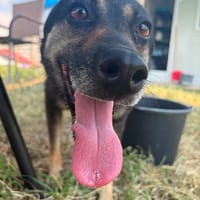 MERRY, chienne à adopter