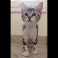 POCO, chat à adopter
