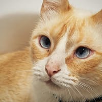 JACOB, chat à adopter