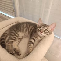 Brownie, chat à adopter