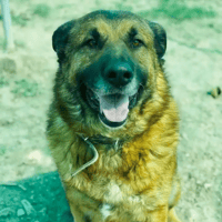 OSO, perro en adopción