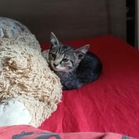 Bulbizarre, chat à adopter