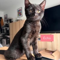 ÉCHO ADOPTABLE AVEC UN COPAIN CHAT, chatte à adopter