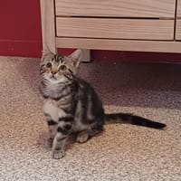 Betty, chatte à adopter