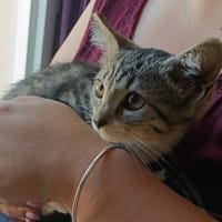Boreas, chat à adopter