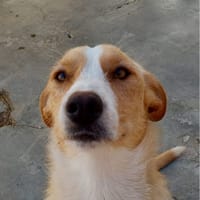 Candela, perra en adopción