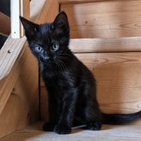 Bagheera, chatte à adopter