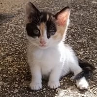 Gribouille, chatte à adopter