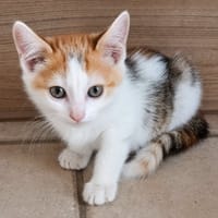 Zely, chatte à adopter