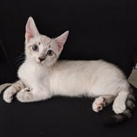Walibi, chatte à adopter