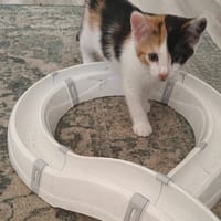 Suske, poezen ter adoptie