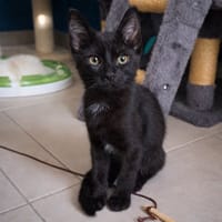 Mercredi, chatte à adopter