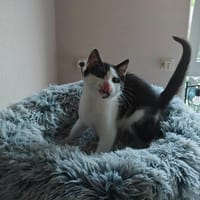 Bugs, katers ter adoptie