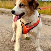 Anka möchte endlich dazugehören, Hündin zur Adoption