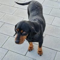 Carla sucht ihre Herzensmenschen ❤, Hündin zur Adoption