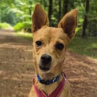 Quirlige kleine Canela, Hündin zur Adoption