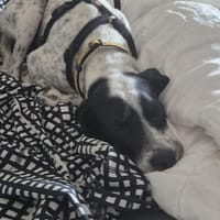 Mika sucht ein Zuhause, Hund zur Adoption