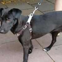 Cleo - die soziale Welpenschönheit, Hündin zur Adoption