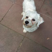 Carlo  kleiner Herzenshund, Hund zur Adoption