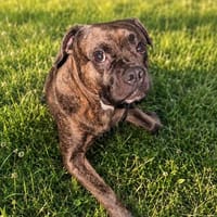 Französische Bulldogge/ Boxer Rüde sucht ein Zuhause, Hund zur Adoption