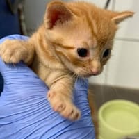 Kleine Lila sucht Zuhause, Katze zur Adoption