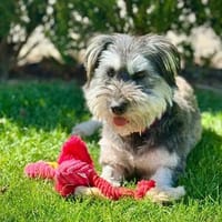 Juna - loyal&liebevoll, Hündin zur Adoption