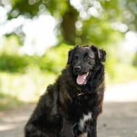 Poppi - sucht ein neues zu Hause!, Hündin zur Adoption