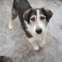 Verschmuster und cooler STEVIE sucht sein Zuhause!, Hund zur Adoption