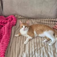 Kater Peach sucht Dich, Kater zur Adoption