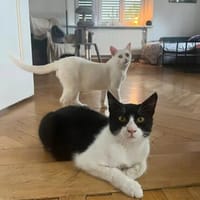 Jonas & Pipp Verspieltes Schmuseteam, Kater zur Adoption