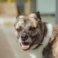 Flori - ist unsicher, Hund zur Adoption