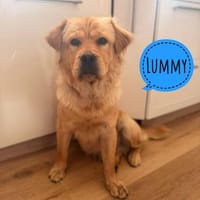 Teeneger Lummy braucht seine Menschen, Hund zur Adoption