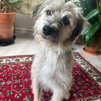 Flocke - sucht Führung&Struktur, Hündin zur Adoption