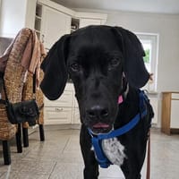 Aris sucht ein Zuhause, Hund zur Adoption