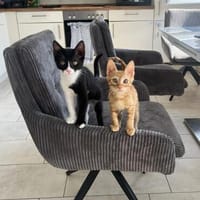 Garmin und Scout aus dem Tierschutz, Kater zur Adoption