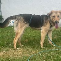 Max - der Soziale ist sehr kinderlieb, Hund zur Adoption