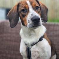 Hundekind Karla auf Pflegestelle, Hündin zur Adoption