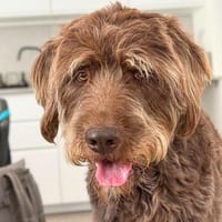 Brando - ist eine Sportskanone, Hund zur Adoption