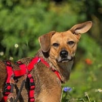 Vali - ein sensibler Herzenhund, Hund zur Adoption