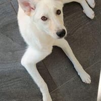 Sonnenschein GIPSY, Hündin zur Adoption
