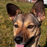 Pax sucht Paten und Spender, Hündin zur Adoption