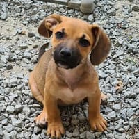 Mulan (zur Pflege in 86706 Weichering), Hündin zur Adoption